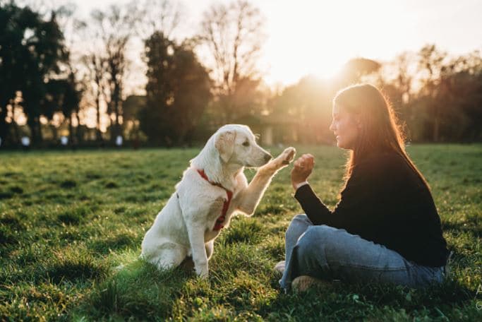 Super Chewer Review: A Time & Money-Saving Package For Your Pets3 (1)