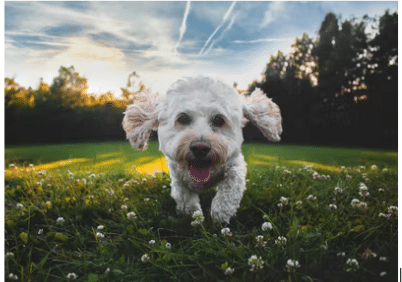 Brain Training For Dogs: Make Your Canine Friend Physically And Mentally Sharper!0 (0)