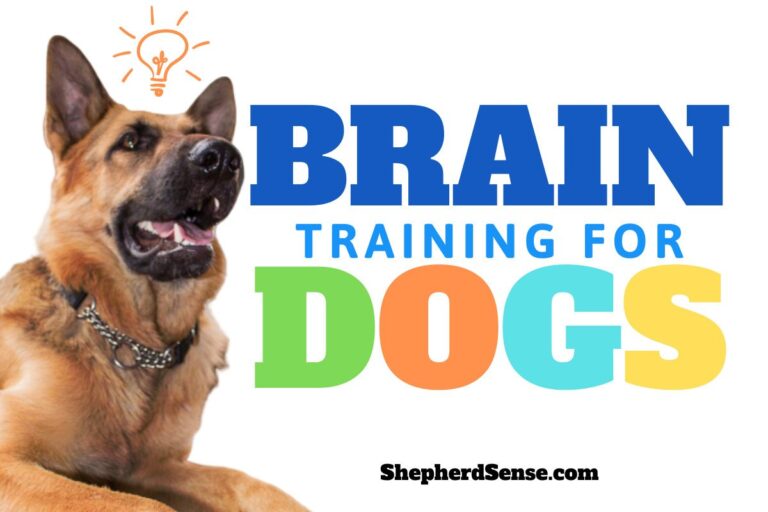 Brain Training For Dogs Review 2022: Worth Your Time and Money?0 (0)